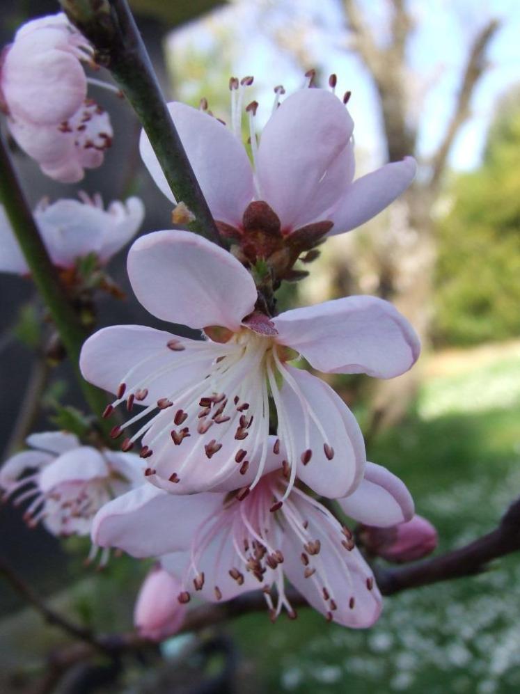'Golden Queen' peach tree flowers