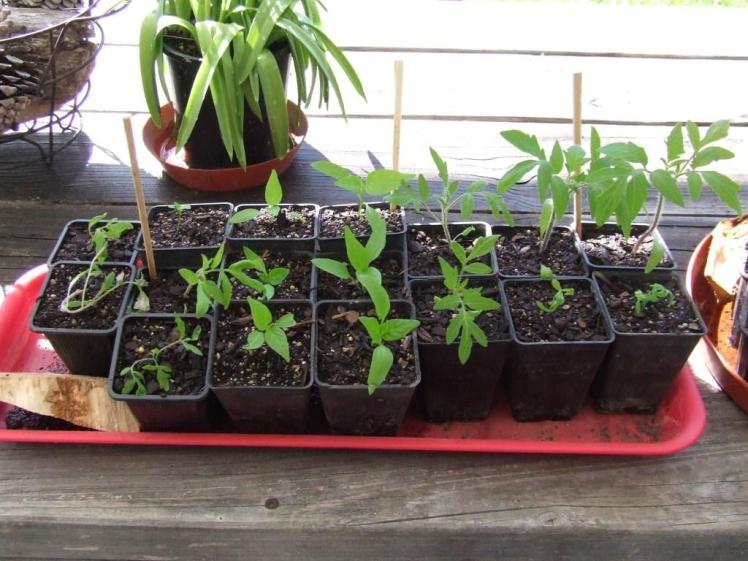 Tomato and capsicum seedlings