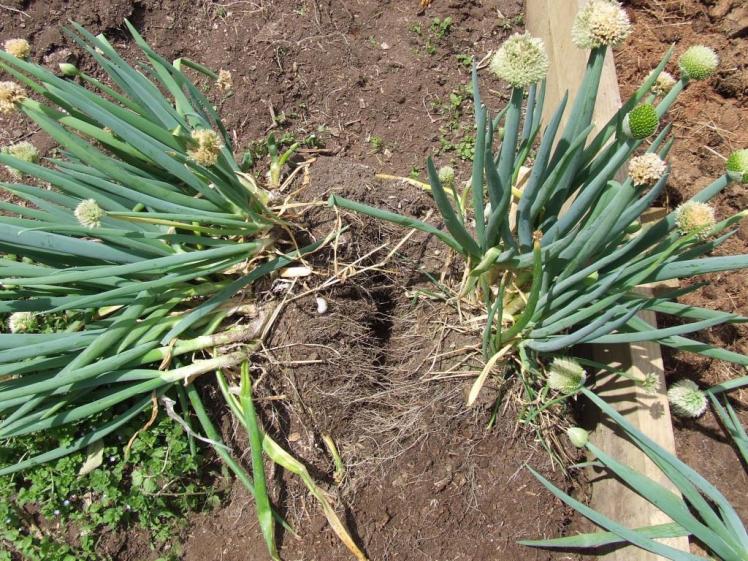 Spring onion clump