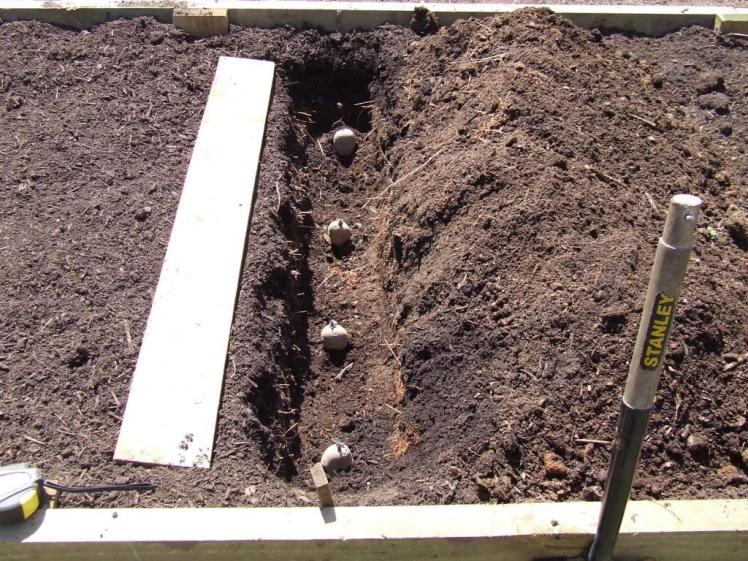 Potato trench