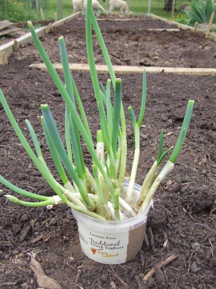 Spring onions