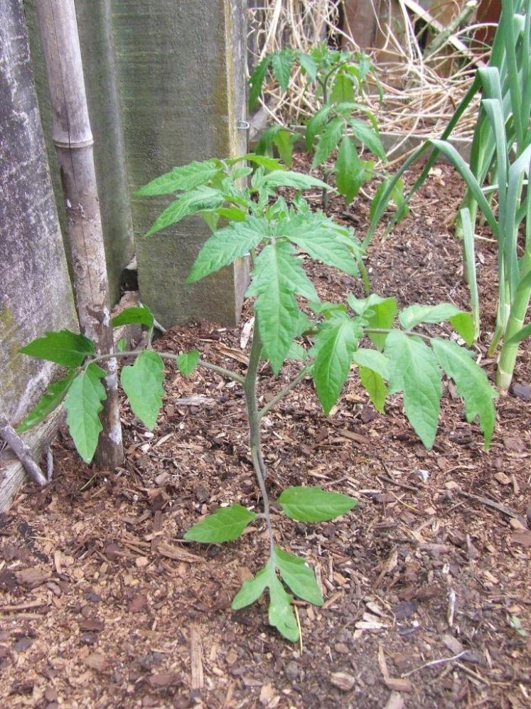 'Black Krim' tomato plant