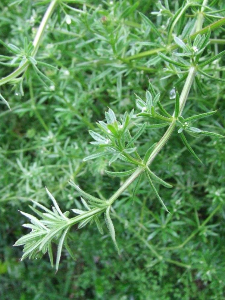 Cleavers