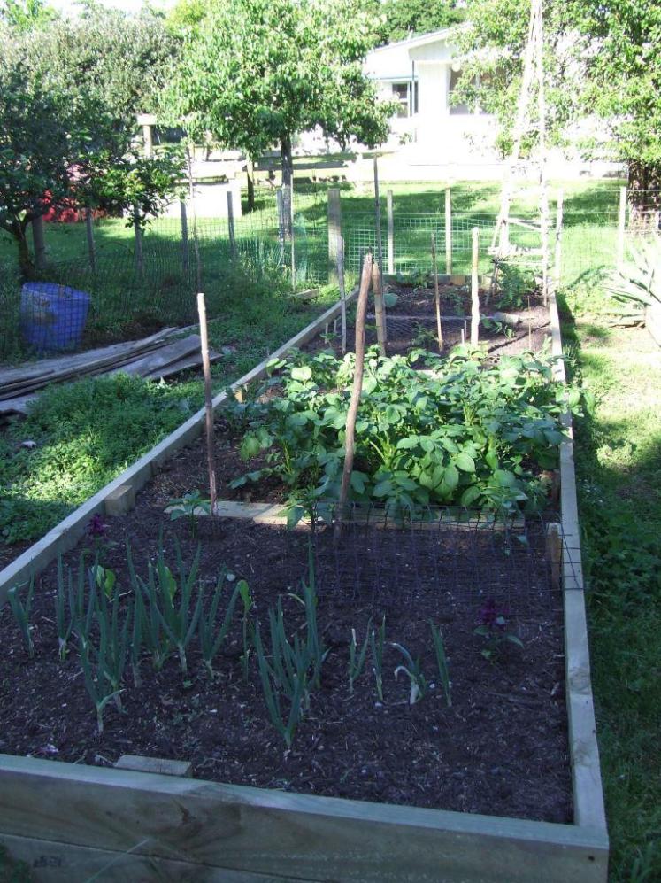 Vege garden