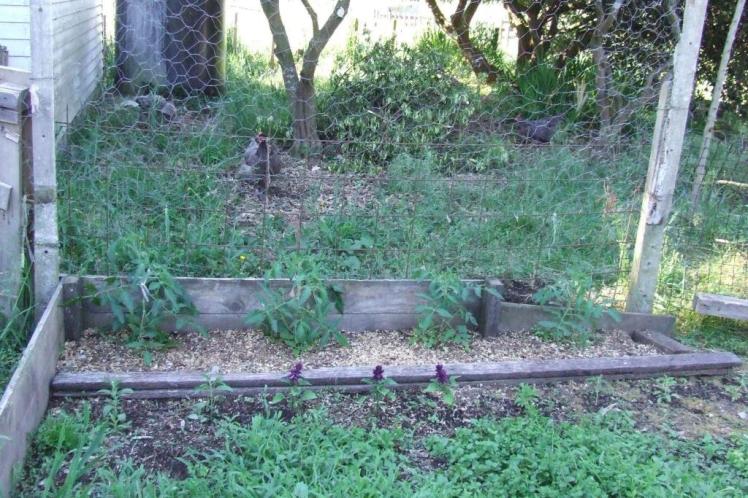 Tomatoes and salvias