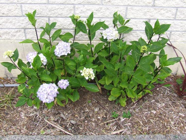 Hydrangea macrophylla 'Nigra'