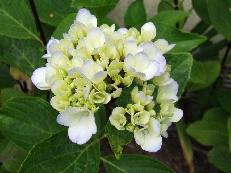 Hydrangea macrophylla 'Nigra'