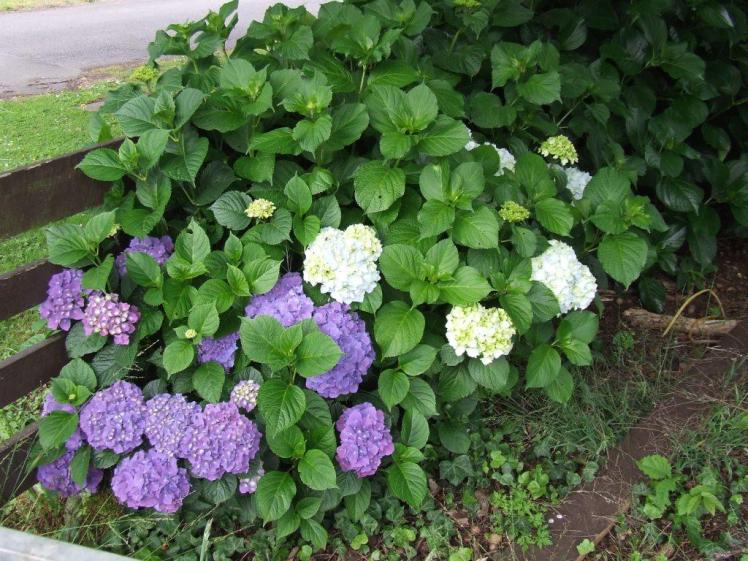 Rich purple and pale blues