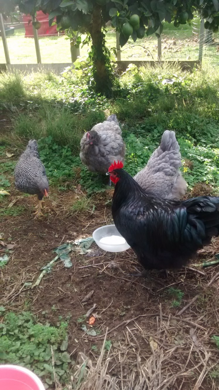 IMG_20160426_102225742