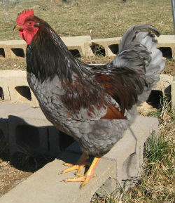 barnevelder-blue-double-laced-roo