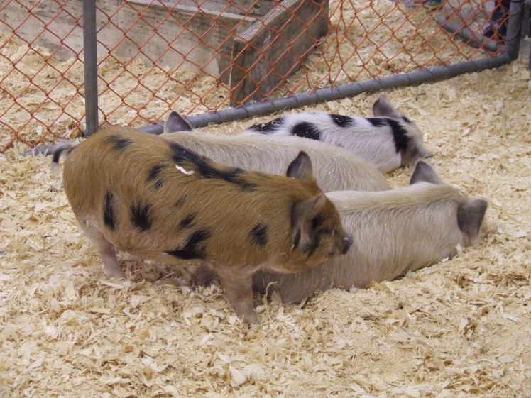 Piglets
