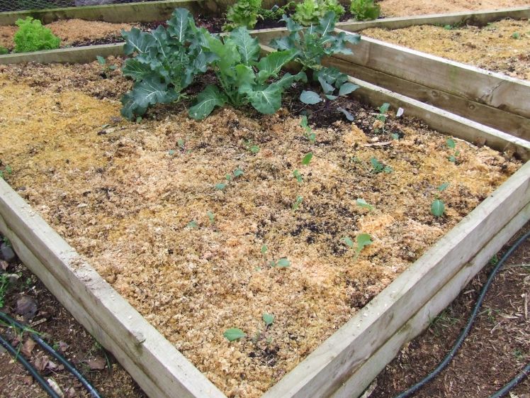 Brassica bed