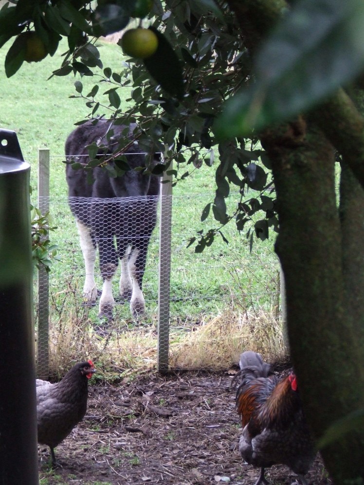 Cow watching chickens