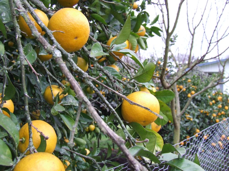Grapefruit