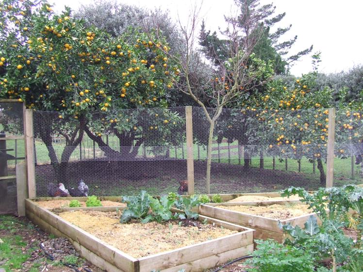 Citrus trees