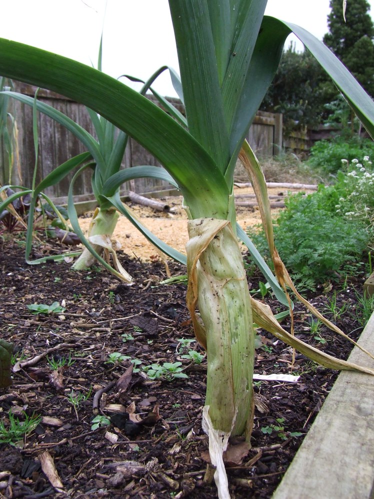 Leeks