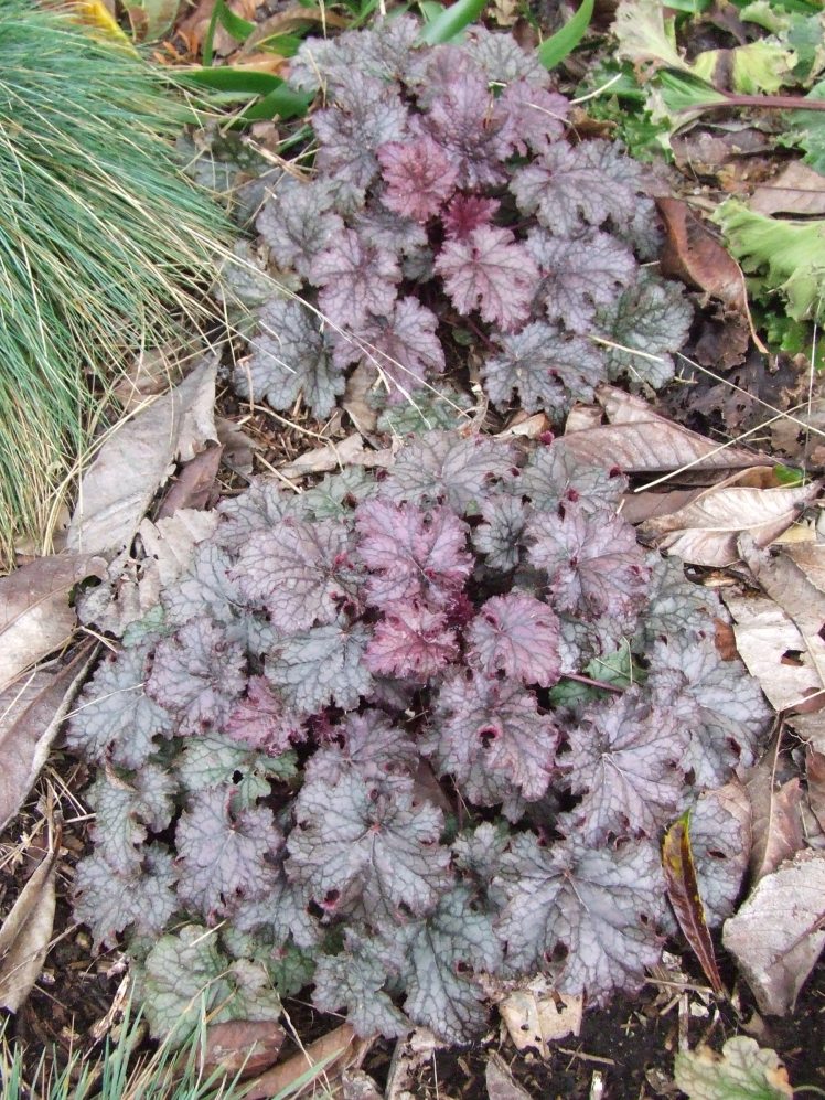 Heuchera 'Amethyst Myst'