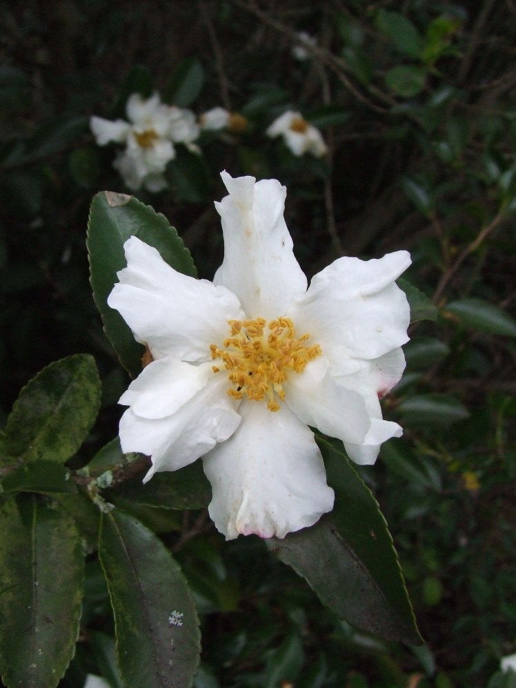 White camellia