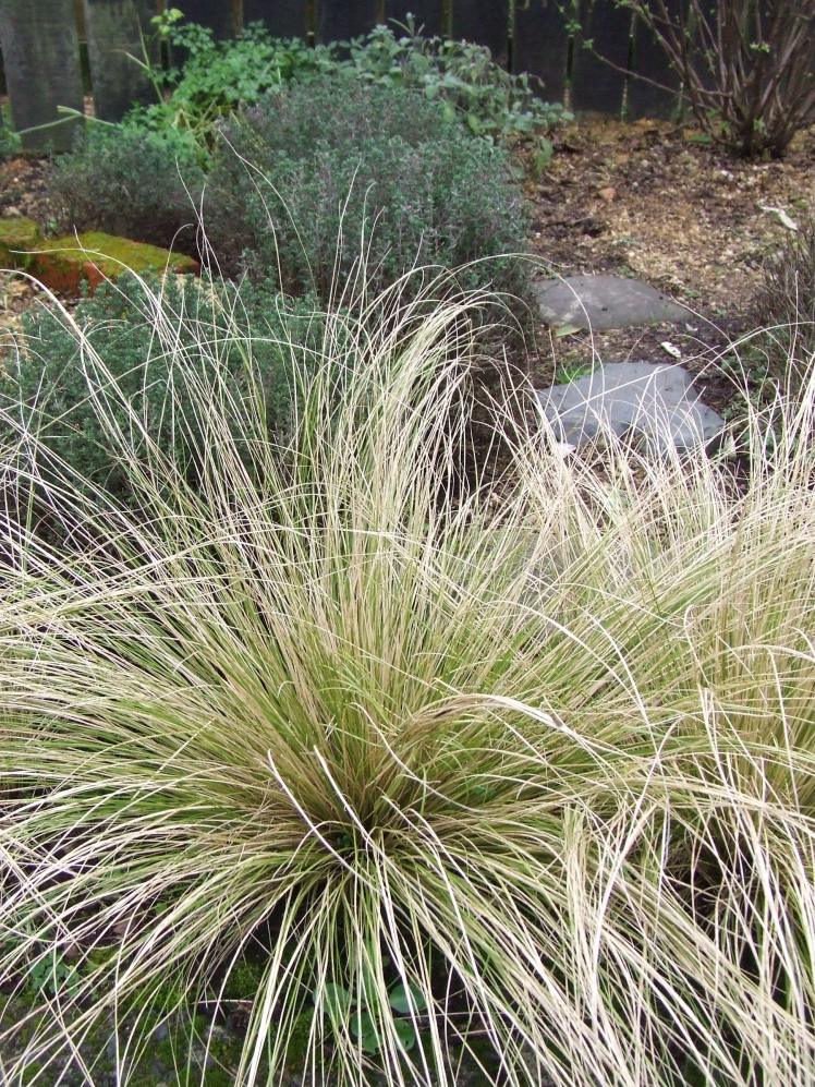 Carex albula