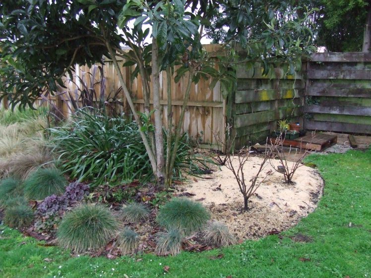 Blackcurrants in The Maple Garden