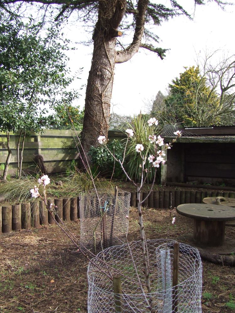 Almond tree flowering