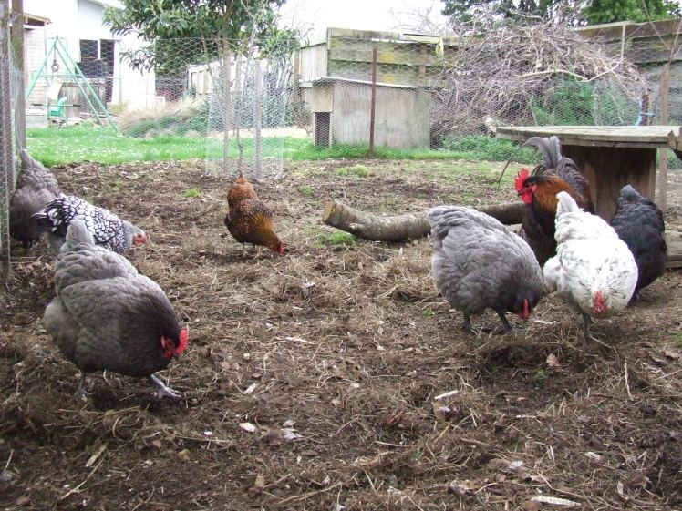Chickens in The Cedar Pen