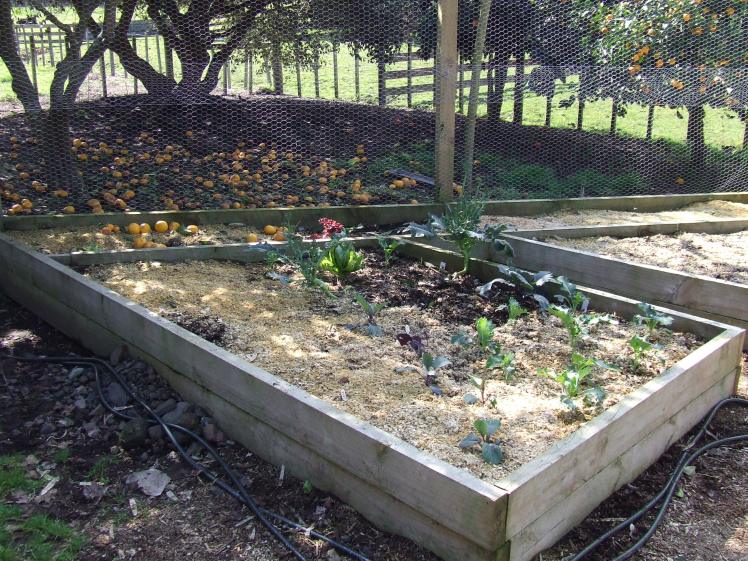 Vege garden and grapefruit massacre