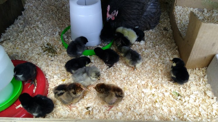 IMG_20171026_134145071