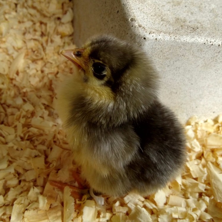 IMG_20171026_134657163_HDR