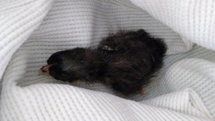 IMG_20171026_162634019