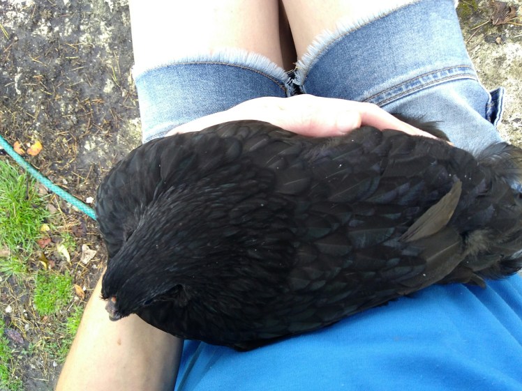 IMG_20171226_112624002_2