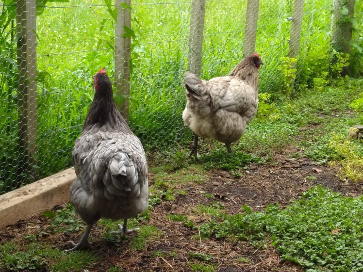 IMG_20171226_131550954