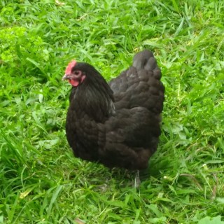 IMG_20171226_192447633