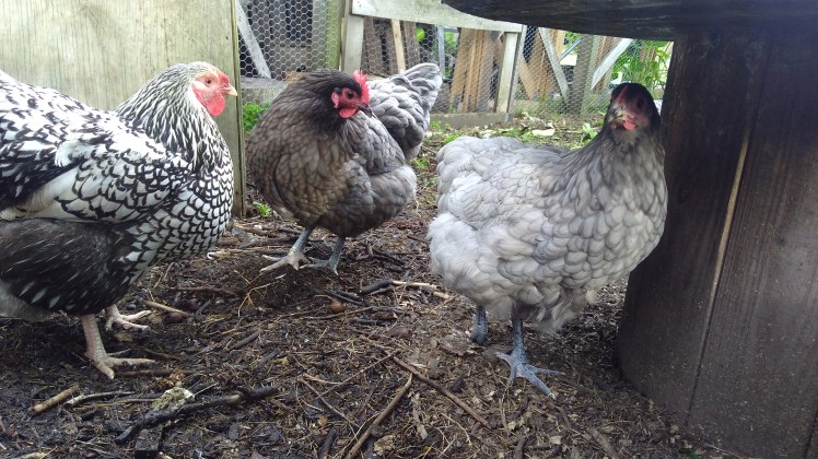 IMG_20180203_190645531