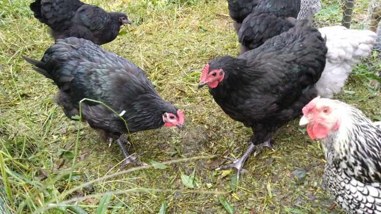 IMG_20180212_070231217