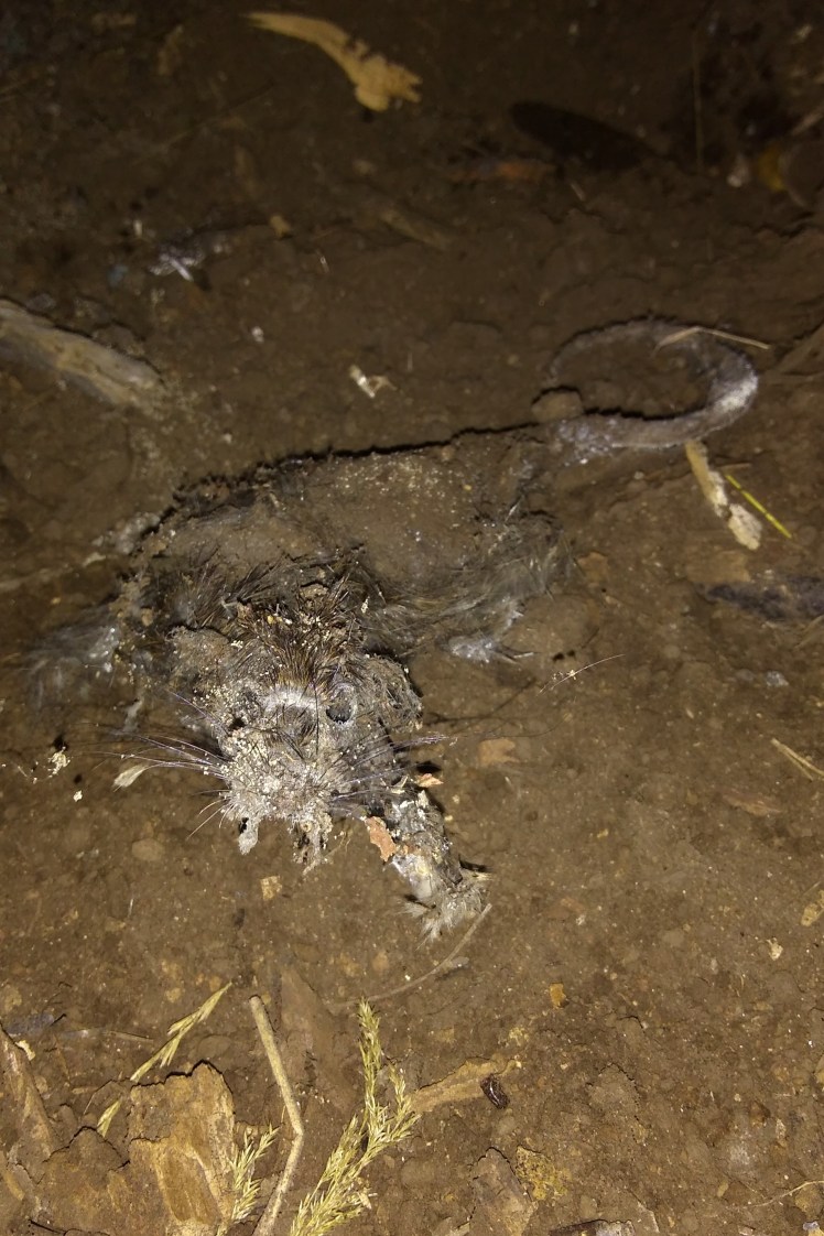 IMG_20180305_195831127