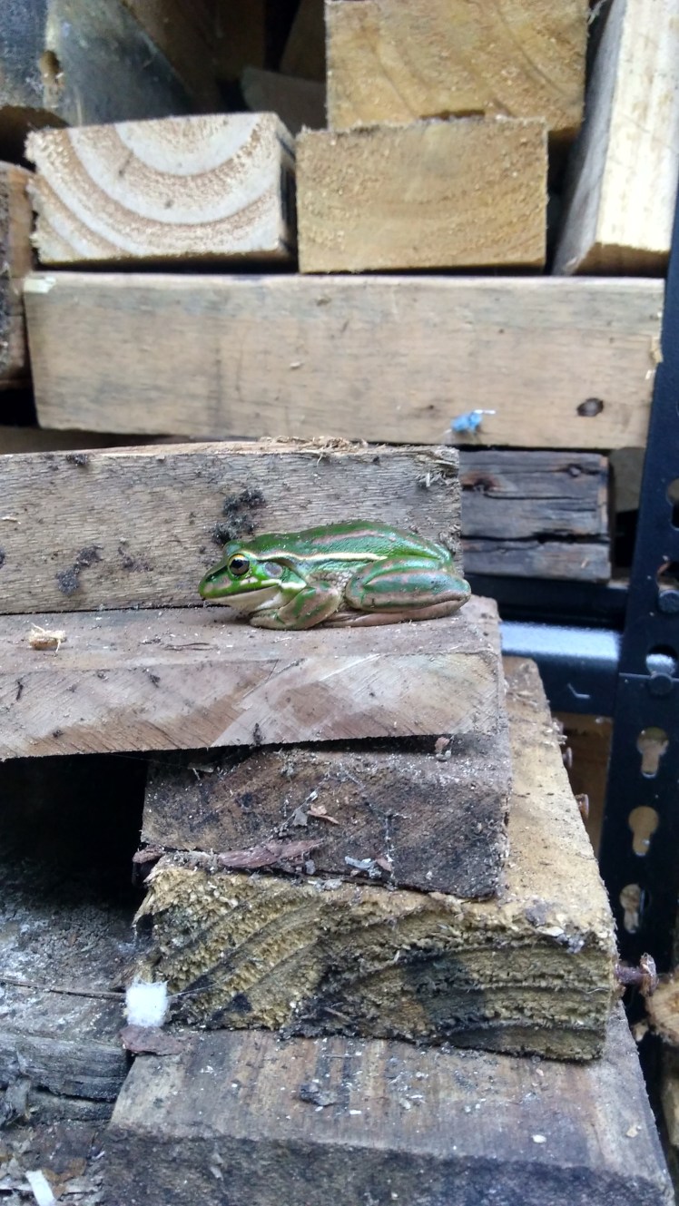 IMG_20180502_072152657_HDR