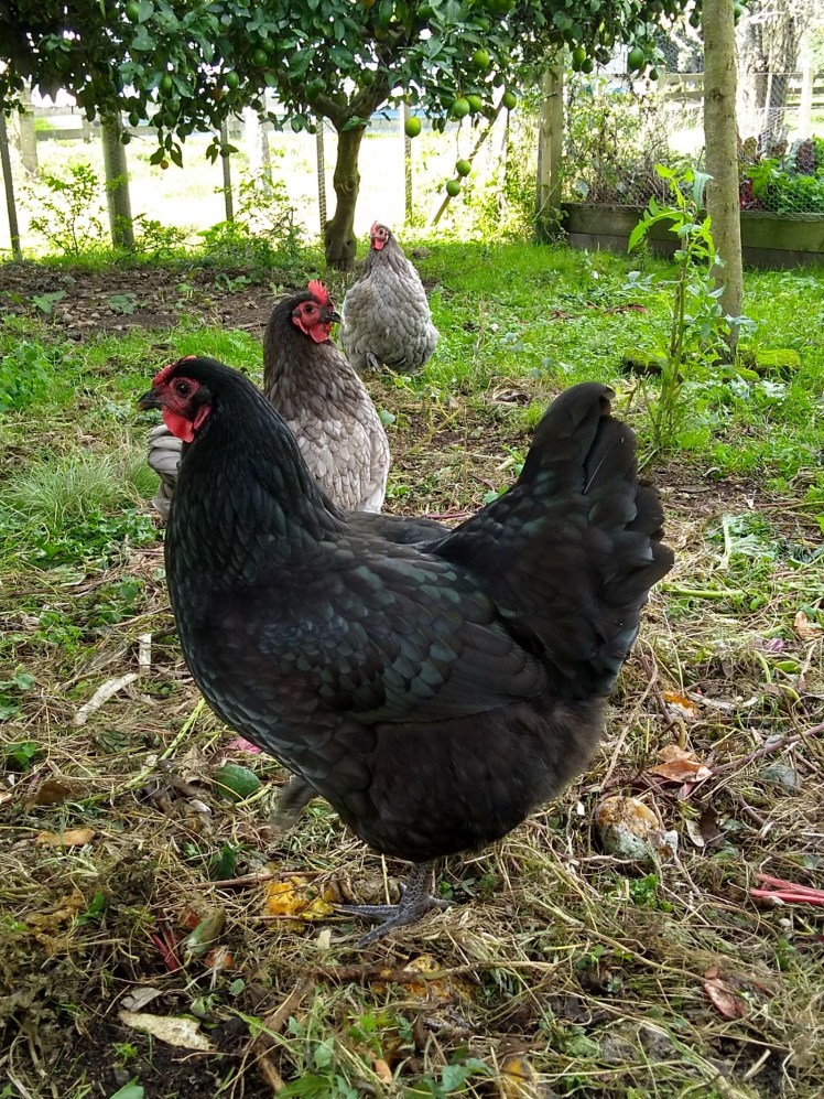 IMG_20180509_130329507_HDR ed