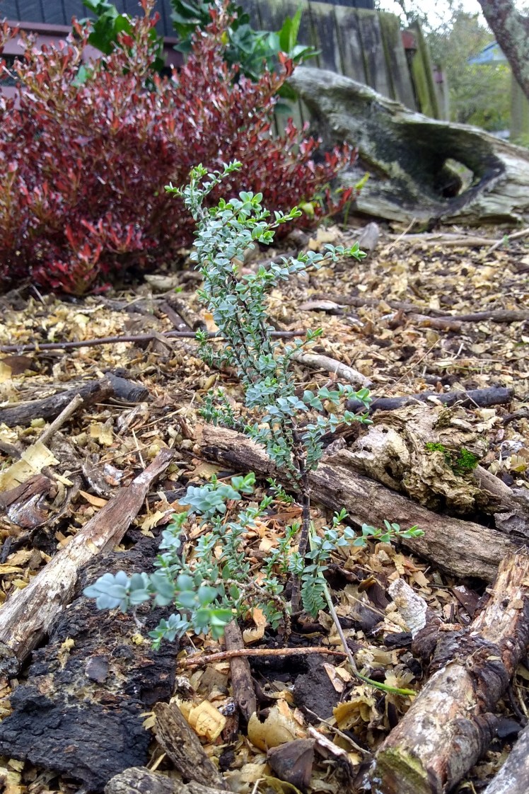 IMG_20180511_085732129_HDR 3x2