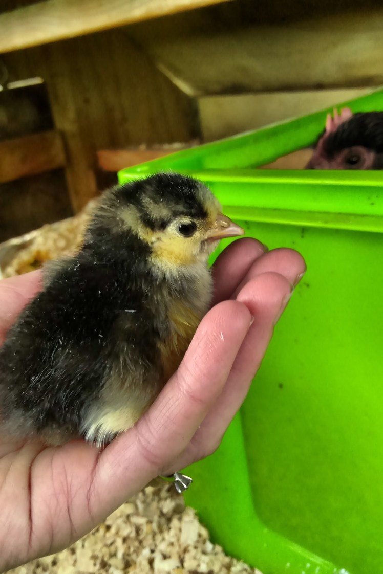 IMG_20180528_085422461 3x2