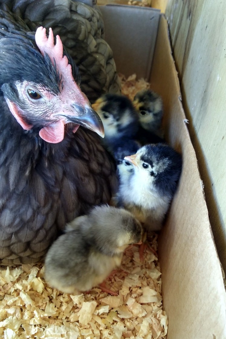 IMG_20180529_144023088_HDR 3x2