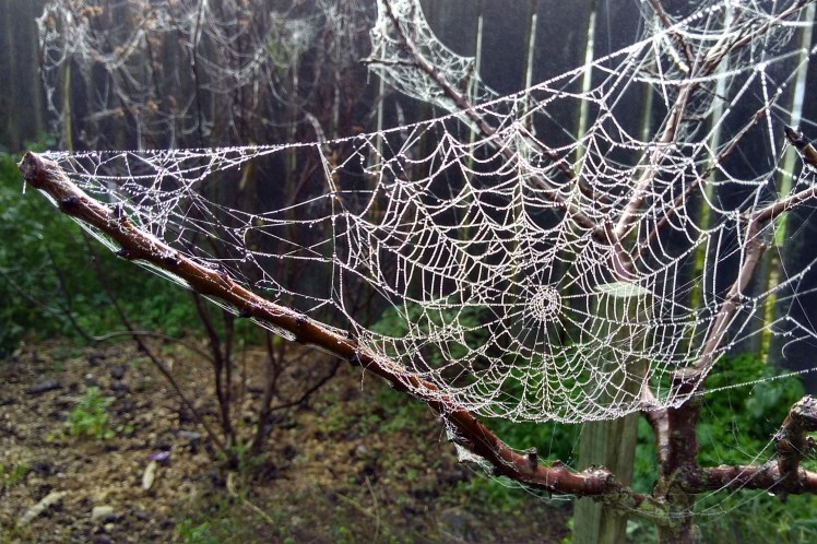 IMG_20180531_093200962_HDR 3x2