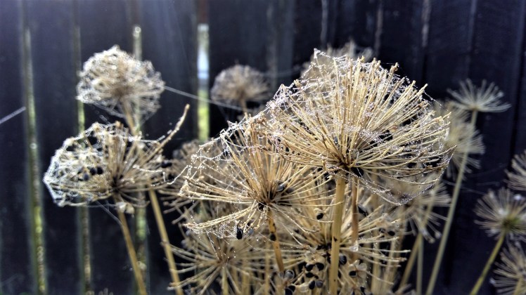 IMG_20180609_094604445_HDR ed