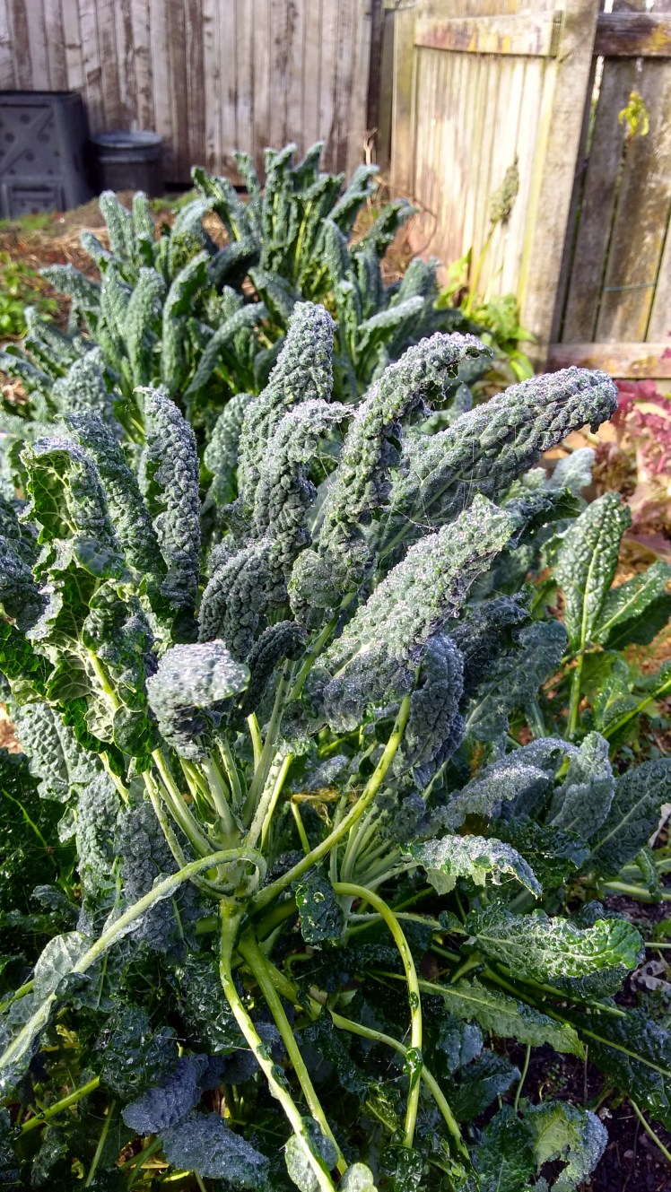 IMG_20180609_094823494_HDR