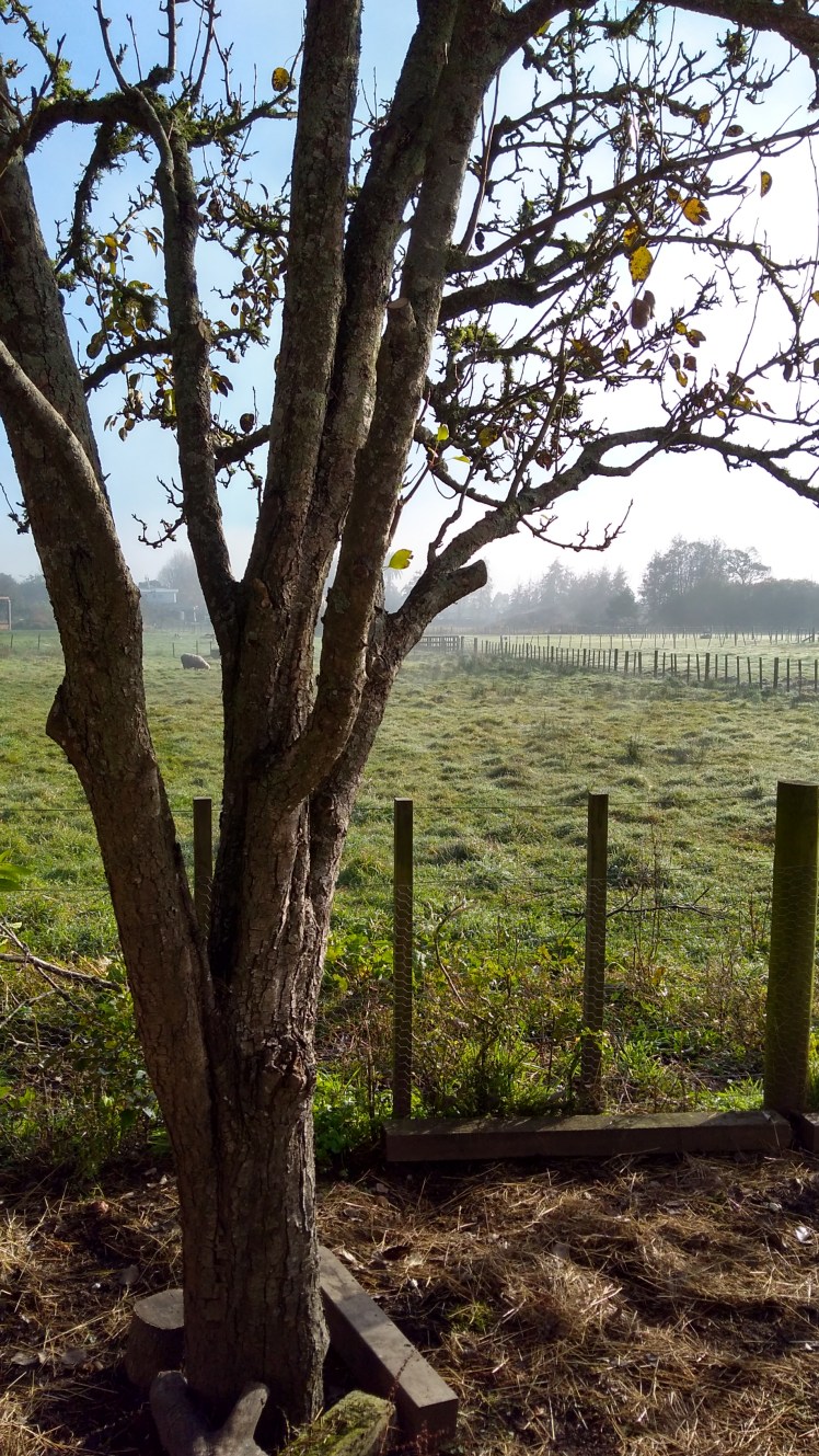 IMG_20180609_095101030_HDR