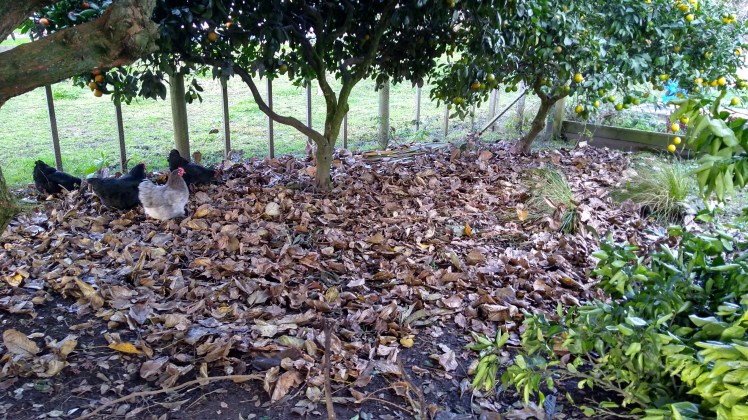 IMG_20180617_155152296_HDR