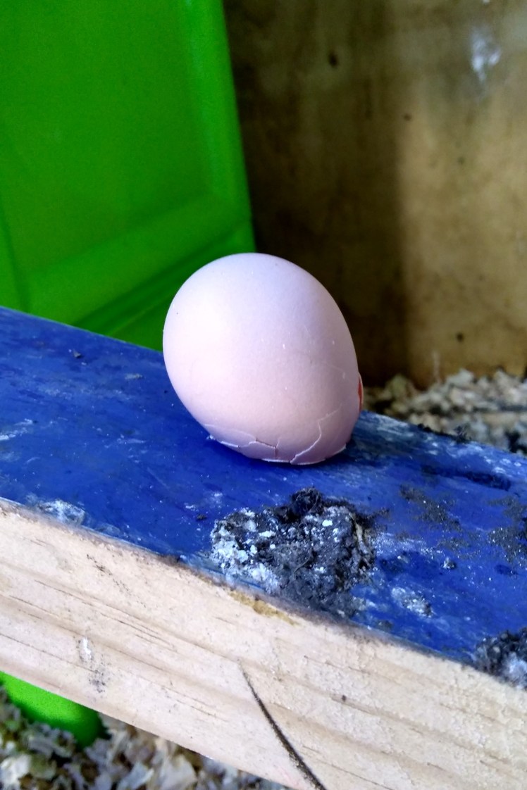 IMG_20180624_090610281_HDR 3x2.jpg