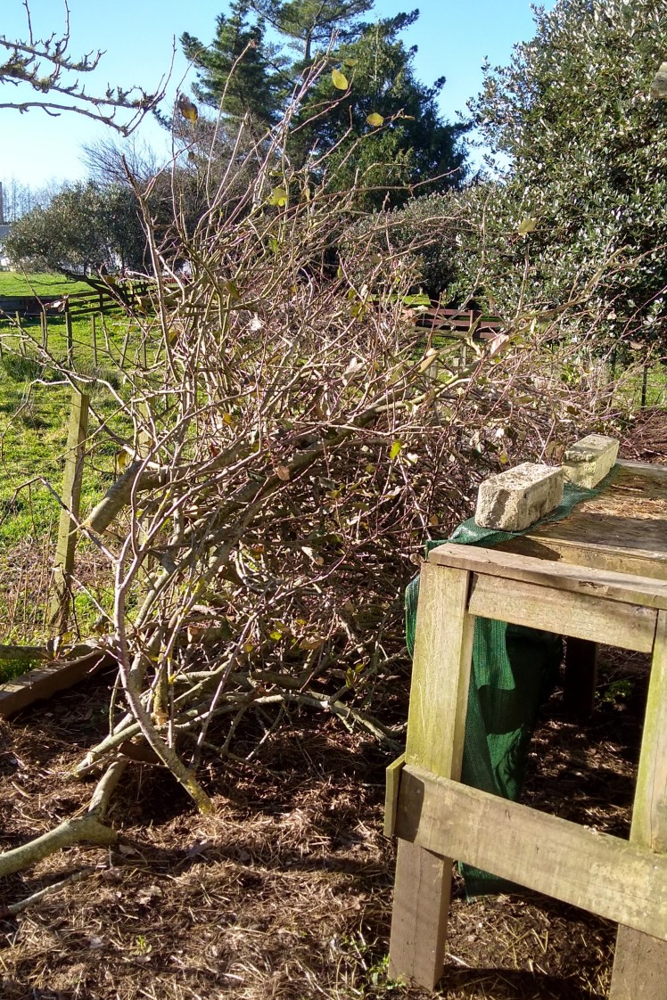 IMG_20180627_150244071_HDR 3x2