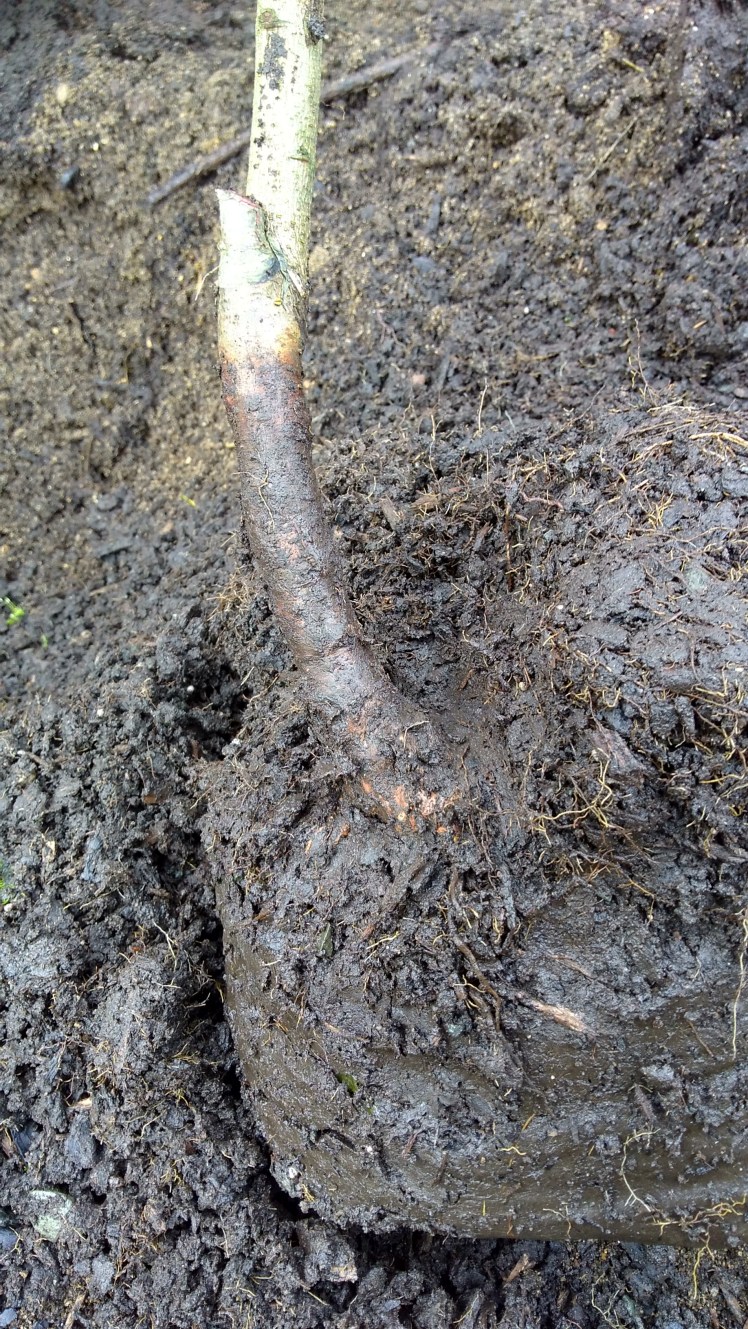 IMG_20180718_105913223_HDR