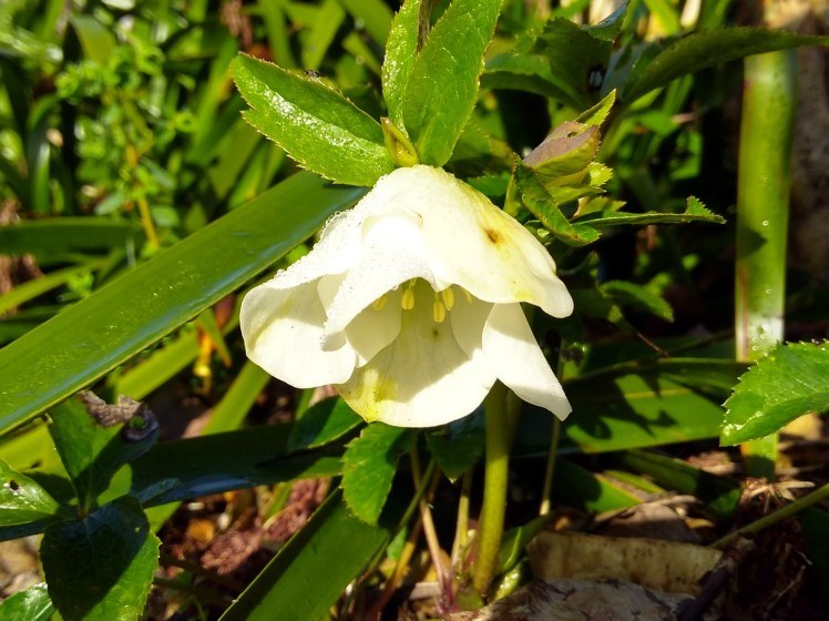 IMG_20180723_090606553_HDR 4x3